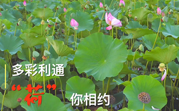 多彩利通 &ldquo;荷&rdquo;你相约