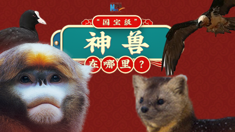&ldquo;国宝级&rdquo;&ldquo;神兽&rdquo;在哪里？