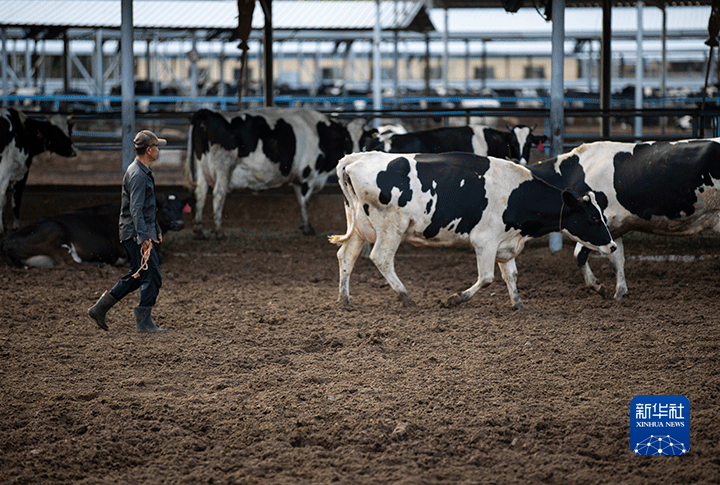 宁夏奶牛规模化养殖比例达99%