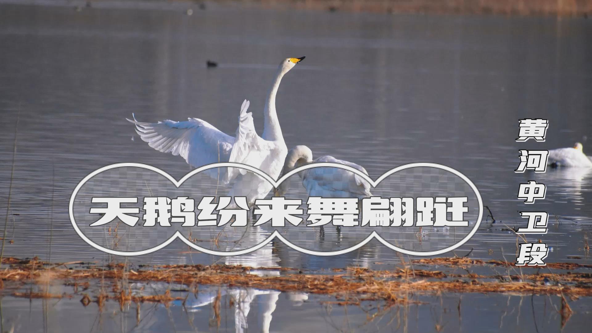 黄河中卫段：天鹅纷来舞翩跹