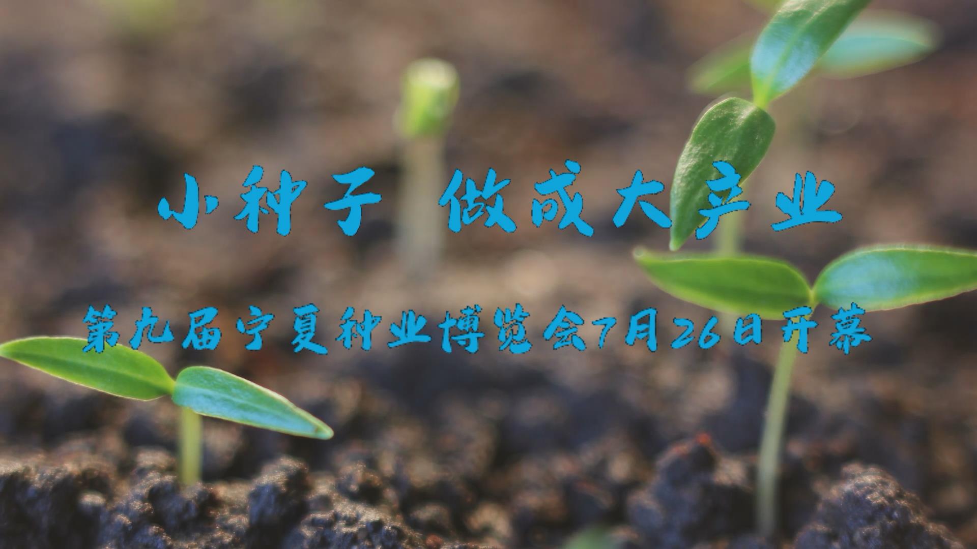 小种子做成大产业 第九届宁夏种业博览会7月26日开幕