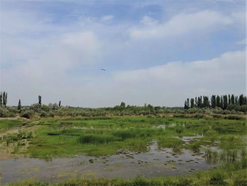 宁夏吴忠：提升湿地生态功能“净化”黄河水质