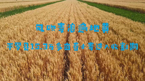 平羅縣15.3萬多畝春小麥進入收割期