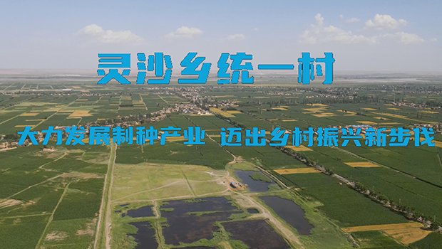 灵沙乡统一村：大力发展制种产业 迈出乡村振兴新步伐