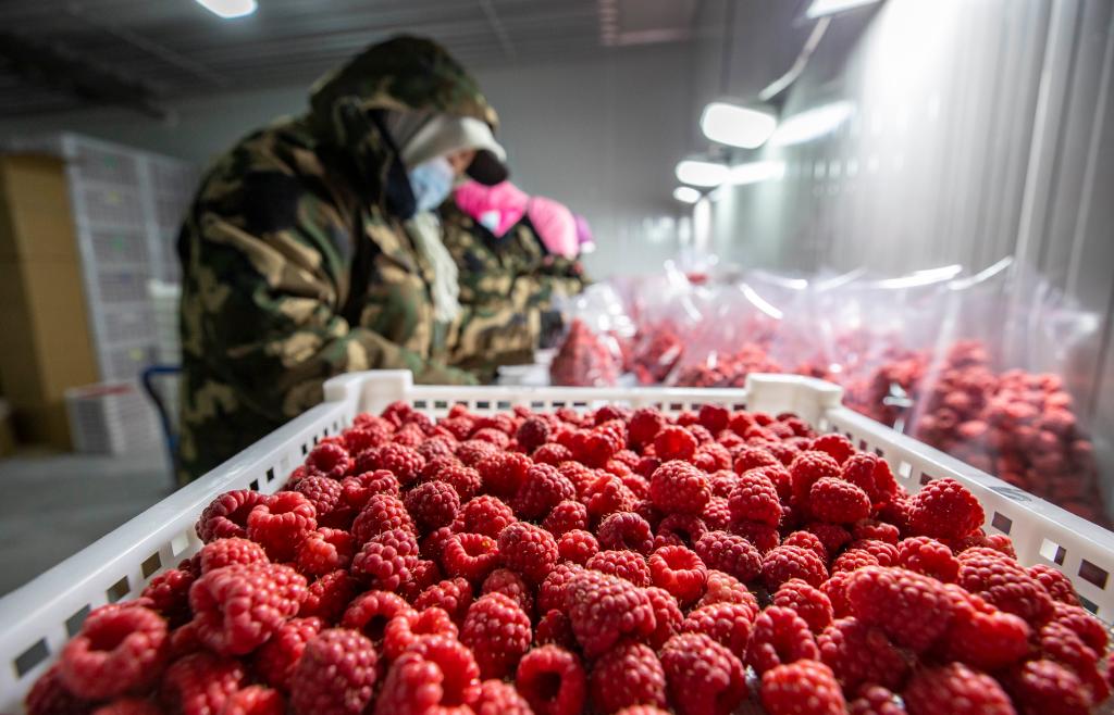 寧夏賀蘭：種植紅樹莓 助力鄉村振興