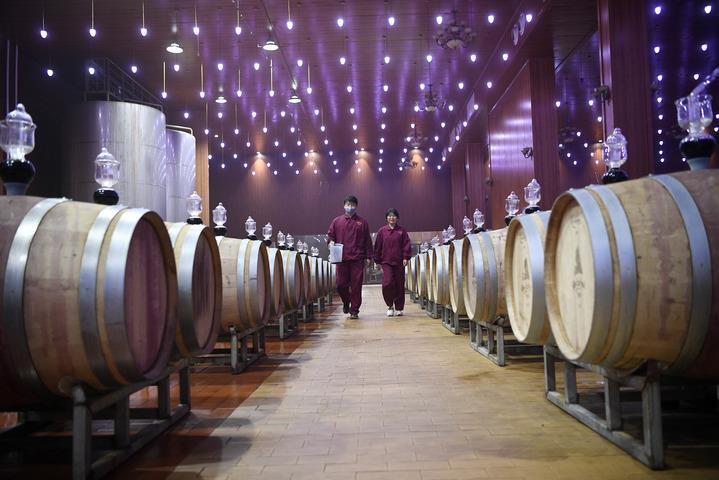 戈壁荒灘上打造“紫色奇跡”——寧夏葡萄酒産業發展新觀察